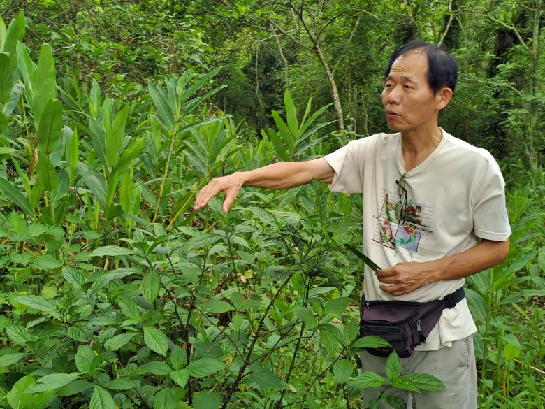 農業部特有生物研究保育中心植物組副研究員許再文表示，台南東山崁頂山上仍存有許多野生阿拉比卡咖啡樹。（圖片拍攝：張語屏）